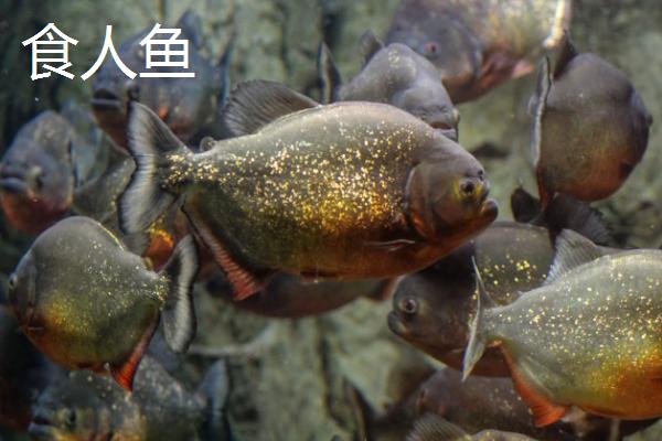 食人鱼和鲨鱼谁厉害,单独出现的鲨鱼比食人鱼厉害