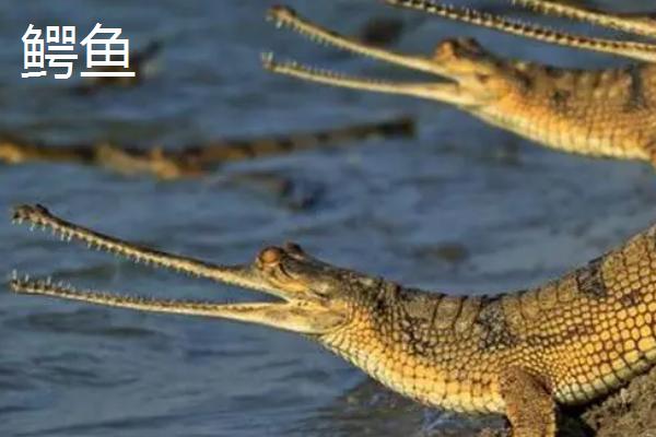 食人鱼和鲨鱼谁厉害,单独出现的鲨鱼比食人鱼厉害