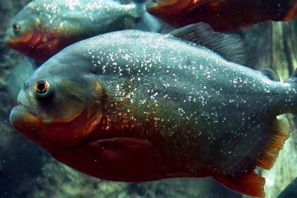 食人鱼和鲨鱼谁厉害,单独出现的鲨鱼比食人鱼厉害