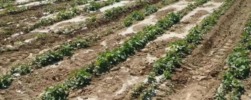 乙草胺的使用时间