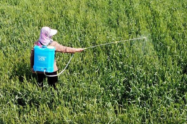 乙草胺的使用时间,在杂草萌芽之前或者是幼芽期使用