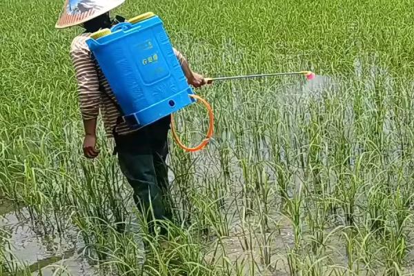 乙草胺的使用时间,在杂草萌芽之前或者是幼芽期使用