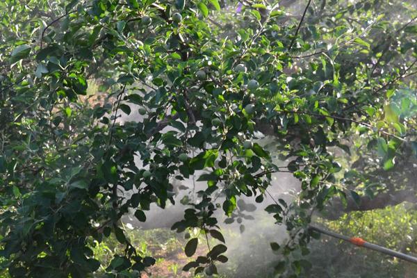 乙草胺的使用时间,在杂草萌芽之前或者是幼芽期使用