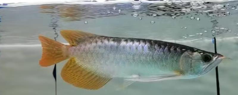 鱼身上起白皮是什么原因