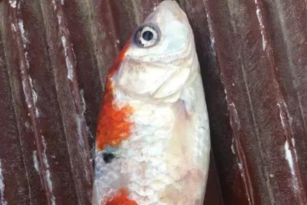 鱼身上起白皮是什么原因,通常和水质有关