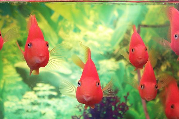 鱼身上起白皮是什么原因,通常和水质有关