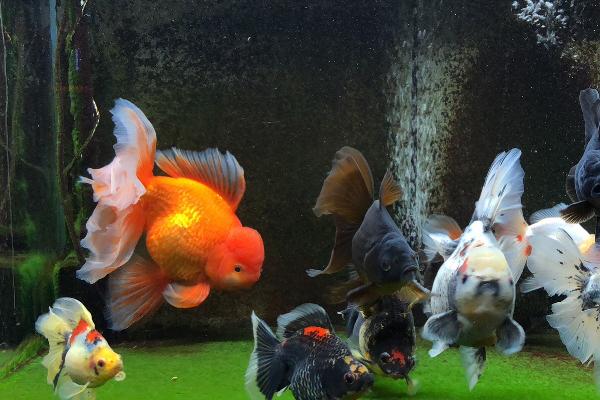 鱼身上起白皮是什么原因,通常和水质有关