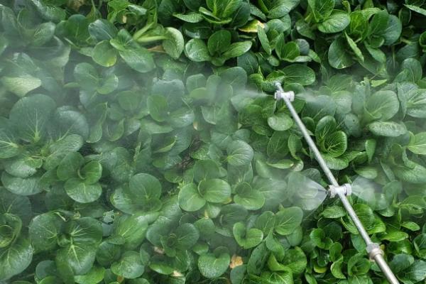 叶面肥的使用方法,根据作物选择合适的叶片肥