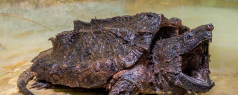 鳄龟吃什么食物