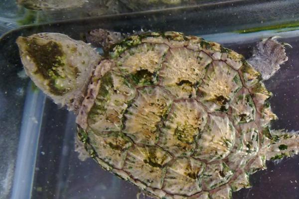 鳄龟吃什么食物,动物性饵料和植物性饵料都吃