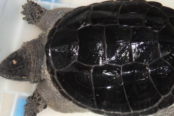 鳄龟吃什么食物,动物性饵料和植物性饵料都吃