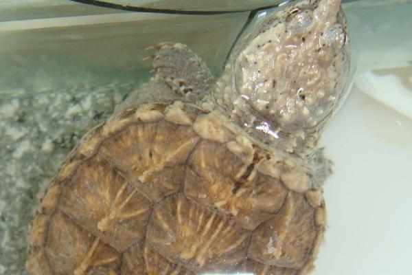 鳄龟吃什么食物,动物性饵料和植物性饵料都吃