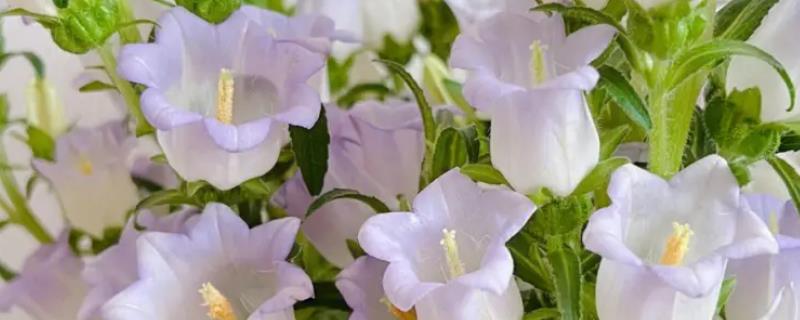 风铃草育苗有几个阶段