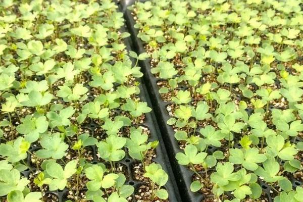 风铃草育苗有几个阶段,4个阶段的管理方式均不相同