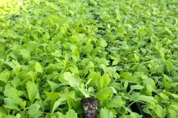 风铃草育苗有几个阶段,4个阶段的管理方式均不相同