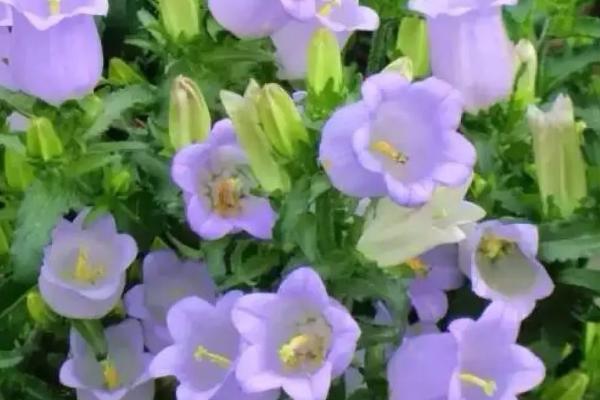 风铃草育苗有几个阶段,4个阶段的管理方式均不相同