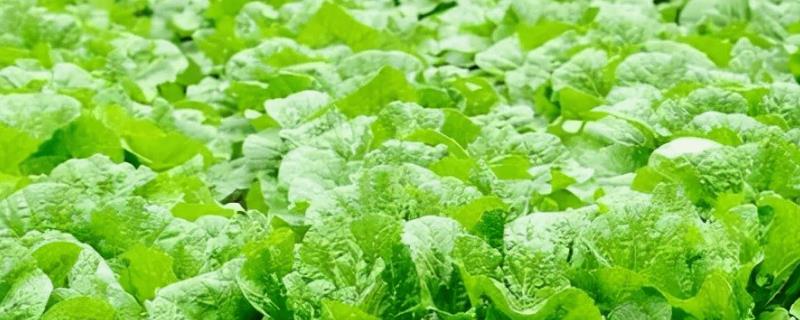 大白菜秋季如何管理