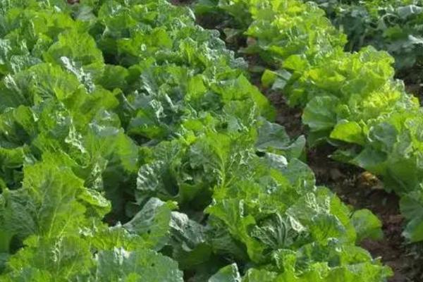 大白菜秋季如何管理,苗期要控水控氮肥