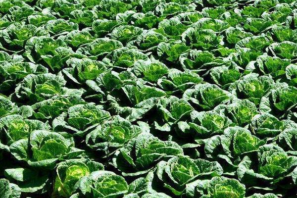 大白菜秋季如何管理,苗期要控水控氮肥