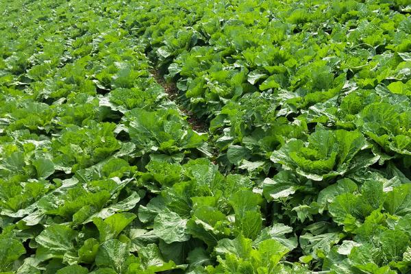 大白菜秋季如何管理,苗期要控水控氮肥