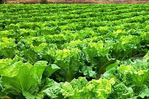 大白菜秋季如何管理,苗期要控水控氮肥