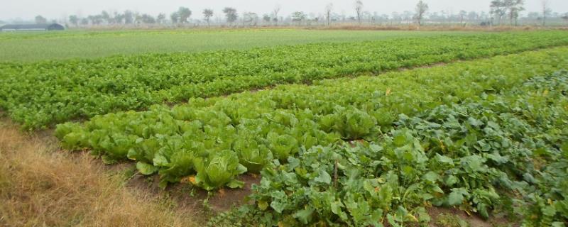 如何选择有机蔬菜种植基地