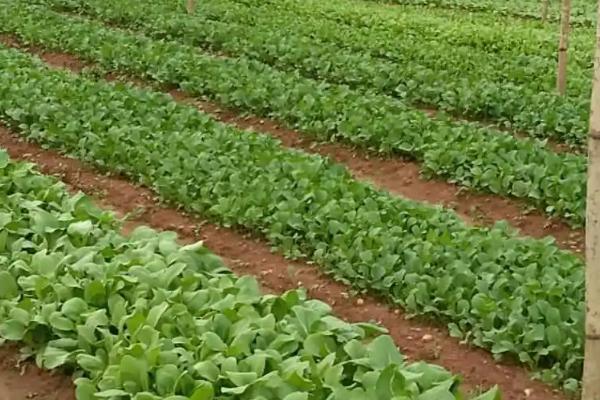 如何选择有机蔬菜种植基地,种植地应远离城区、工矿区、工业污染区