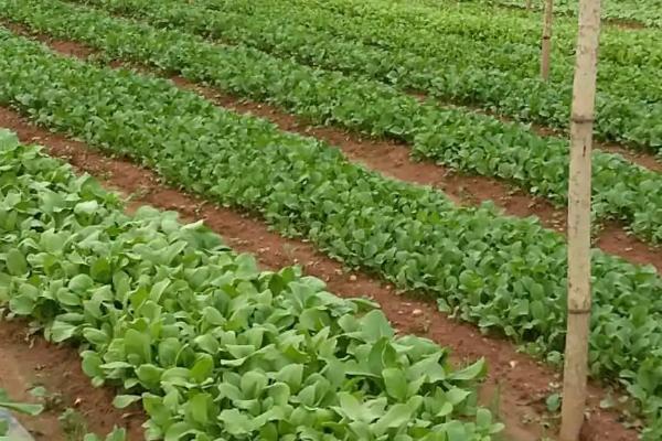 如何选择有机蔬菜种植基地,种植地应远离城区、工矿区、工业污染区