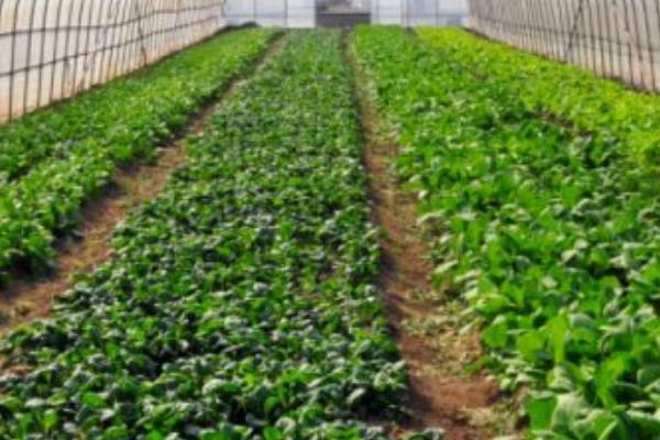 如何选择有机蔬菜种植基地,种植地应远离城区、工矿区、工业污染区