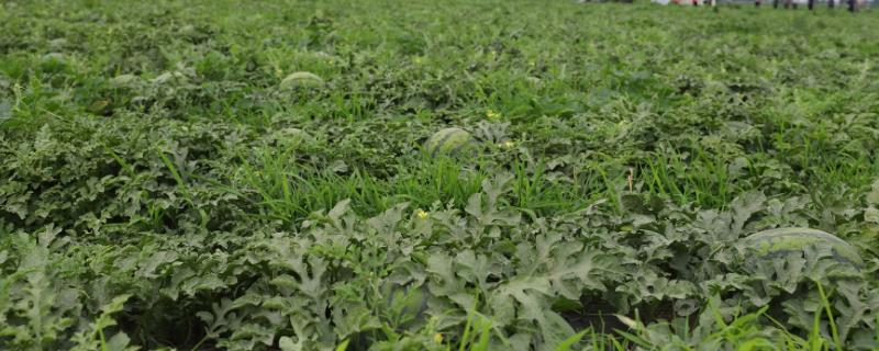 怎么对西瓜施肥