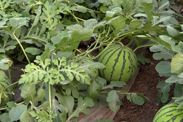 怎么对西瓜施肥,及时施加促苗肥、催蔓肥、膨瓜肥