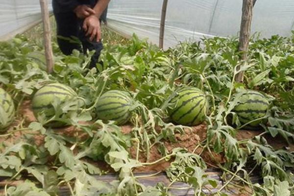 怎么对西瓜施肥,及时施加促苗肥、催蔓肥、膨瓜肥