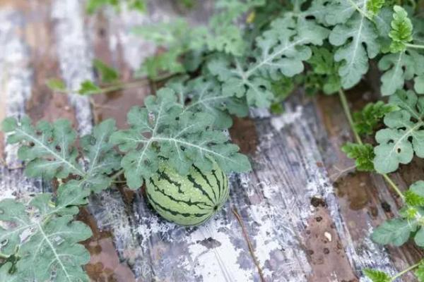 怎么对西瓜施肥,及时施加促苗肥、催蔓肥、膨瓜肥