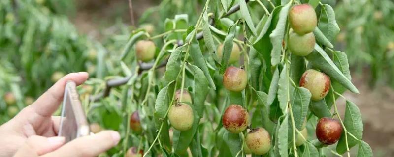 冬枣怎么种植