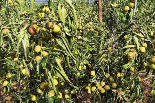 冬枣怎么种植,用清水浸泡苗木后再定植