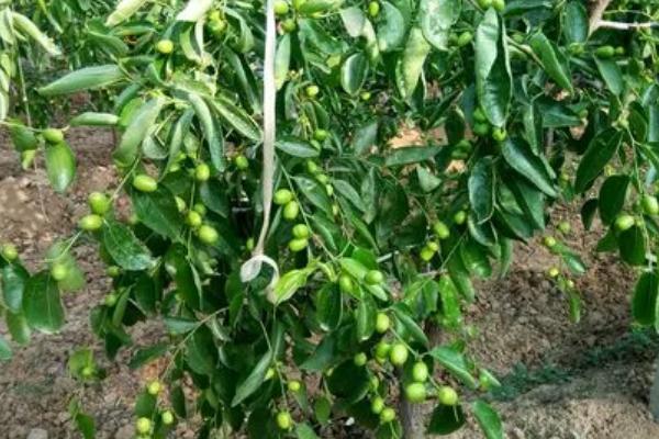 冬枣怎么种植,用清水浸泡苗木后再定植