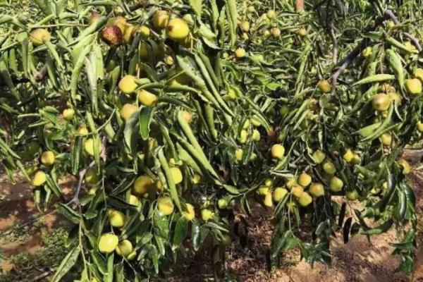 冬枣怎么种植,用清水浸泡苗木后再定植