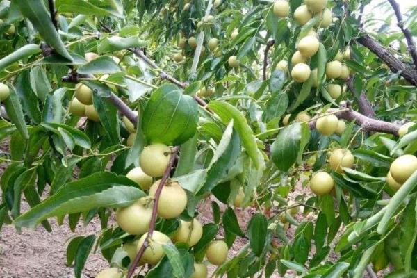 冬枣怎么种植,用清水浸泡苗木后再定植