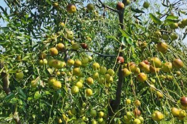 冬枣怎么种植,用清水浸泡苗木后再定植