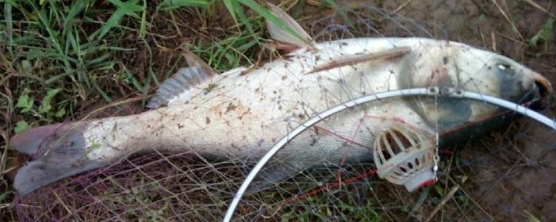 钓鲢鳙要不要调漂