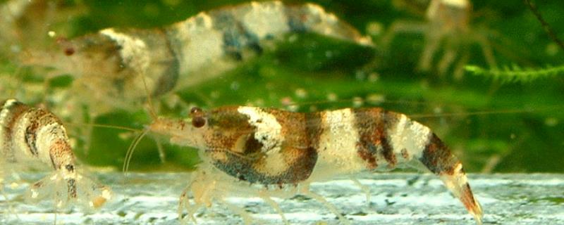 三间蜜蜂虾好不好养