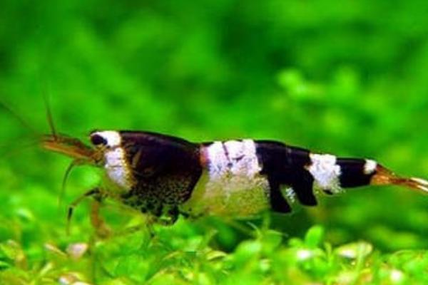 三间蜜蜂虾好不好养,具有一定的饲养难度