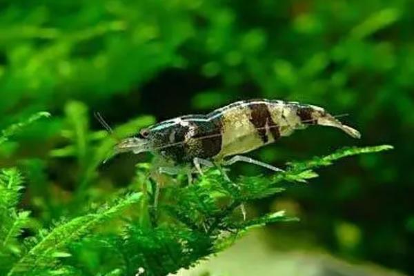 三间蜜蜂虾好不好养,具有一定的饲养难度