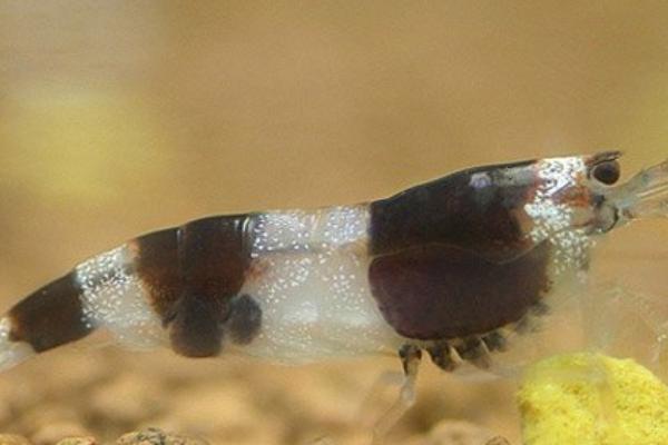 三间蜜蜂虾好不好养,具有一定的饲养难度