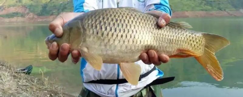 水库钓鲤鱼的垂钓深度