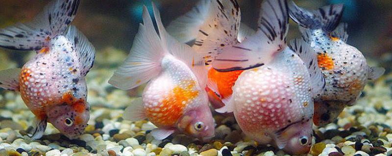 珍珠金鱼为何养不圆