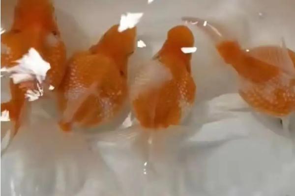 珍珠金鱼为何养不圆,可能是水温变化大、缺少食物等原因所导致