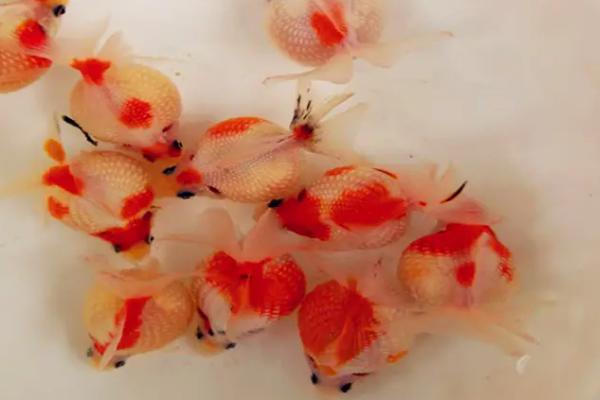 珍珠金鱼为何养不圆,可能是水温变化大、缺少食物等原因所导致