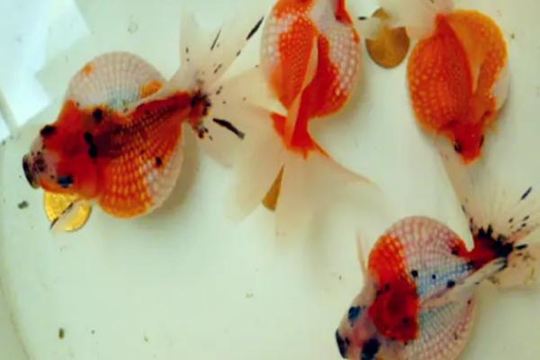 珍珠金鱼为何养不圆,可能是水温变化大、缺少食物等原因所导致