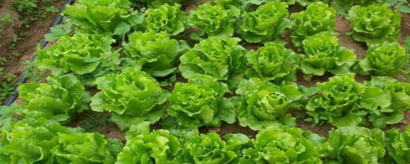 种植生菜是否需要每天浇水